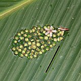 Costa Rica20150405-0204-1070